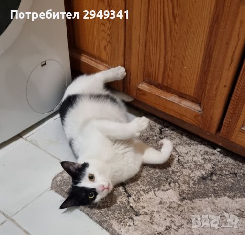 Мъжко коте на 6 месеца, снимка 8 - Други - 45858518