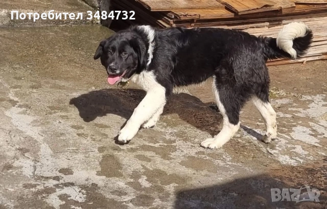  Женско българско овчарско 