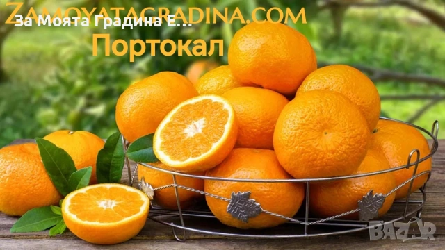 Портокал - Облагороден! , снимка 7 - Градински цветя и растения - 53623132