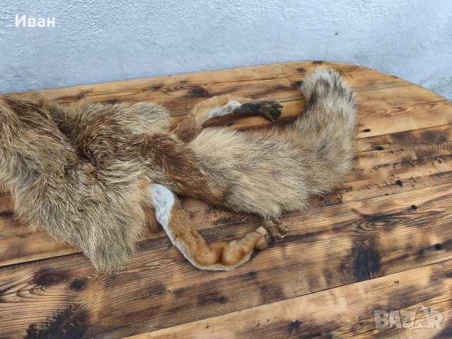 яка от лисица / кожа от лисица , снимка 3 - Антикварни и старинни предмети - 53697346