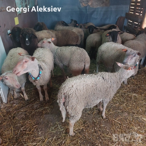 Чистокръвни овце Мутон шароле, снимка 2 - Овце - 53749010