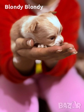 Кучета Чихуахуа Мини пинчер , снимка 4 - Чихуахуа - 53598696