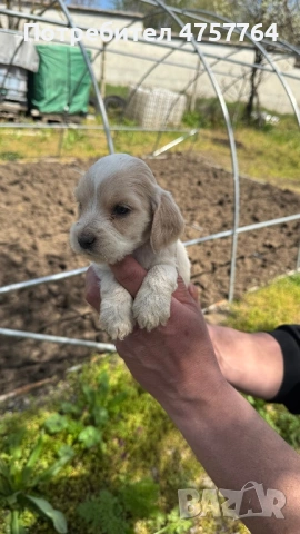 Кокер шпаньол