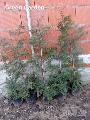 Лейландски Кипарис 