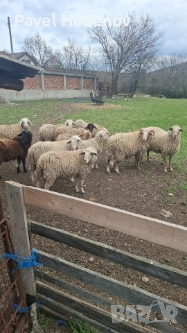 Шилета-кочове, снимка 2 - Овце - 53913808
