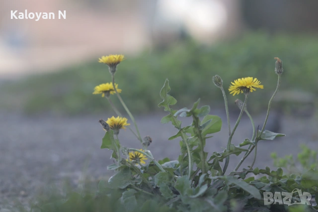 Обектив Canon 100mm f/3.5 (L39/М39 mount), снимка 10 - Обективи и филтри - 53605191