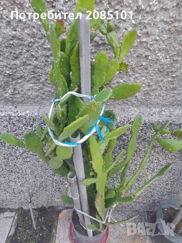 Кактуси, снимка 2 - Стайни растения - 51356372