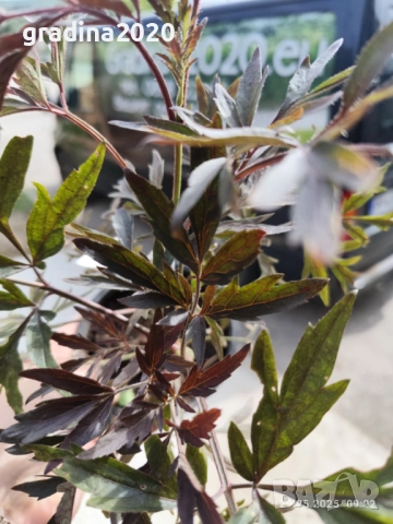 Черен Бъз - Ева (Sambucus nigra 'Eva' BLACK LACE), снимка 3 - Разсади - 51077243