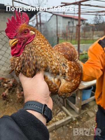 продавам петли и кокошки, снимка 10 - Кокошки и пуйки - 52968488