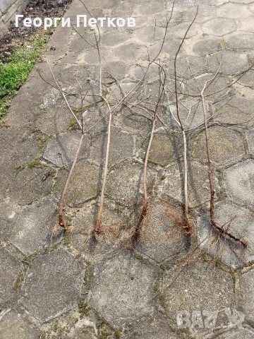 Смокинови фиданки от бяла смокиня., снимка 2 - Градински цветя и растения - 53792056