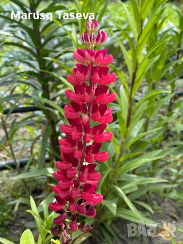 Лупина няколко вида , снимка 11 - Градински цветя и растения - 53818007