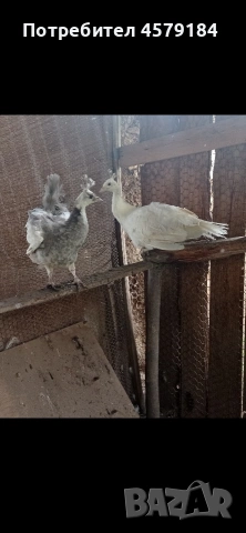 паунчета паунчета , снимка 3 - други­ - 54262583