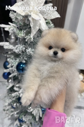 Мини Померани 