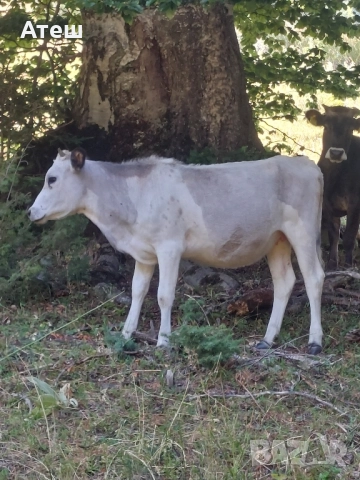 крави юници телета, снимка 3 - Крави - 51529893