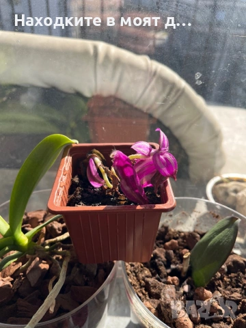 Традесканция, снимка 2 - Стайни растения - 53808228
