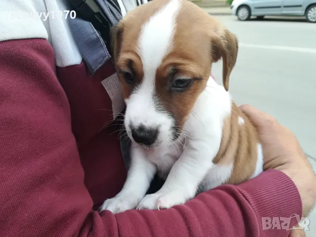 ПРОДАВАМ ДЖАК РЪСЕЛ 1505251425, снимка 4 - Джак ръсел териер - 50299998