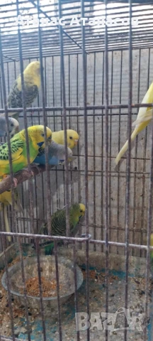 Вълнисти папагали 