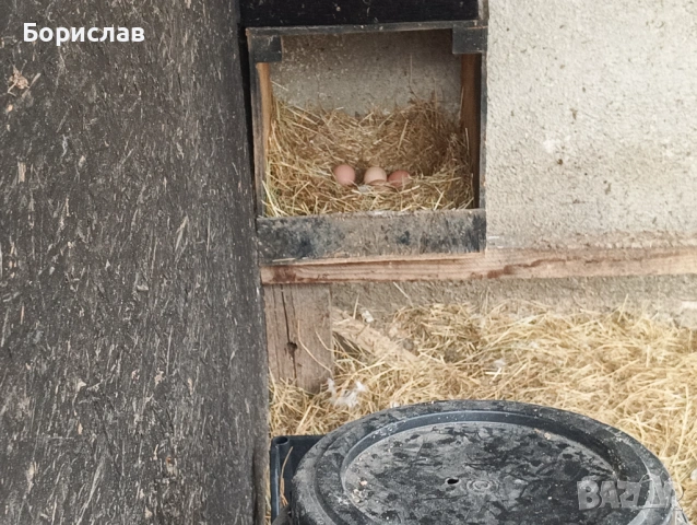 Яйца за люпене, снимка 5 - Кокошки и пуйки - 53962124