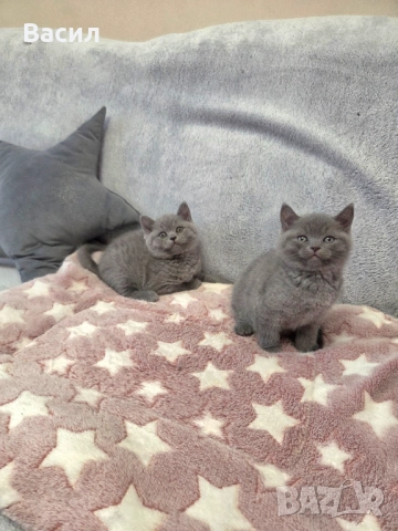 Продавам британски късокосмести котета, снимка 18 - Британска късокосместа - 46684108