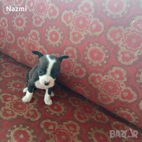 продавам пинчери , снимка 2 - Пинчер - 52561467