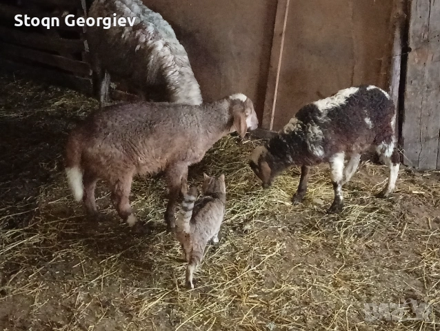 Овце с агнета, снимка 2 - Овце - 54277413