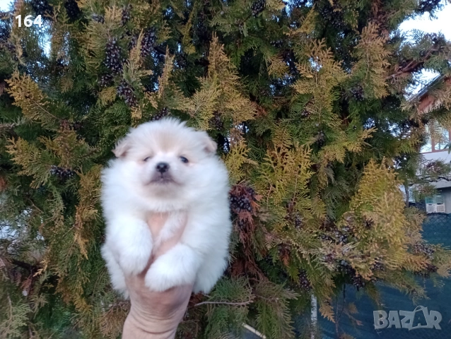 Женско Померанче.  Реални снимки от 15.02.26 г.  , снимка 4 - Померан - 53486458