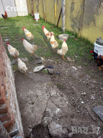 Продавам млади петли