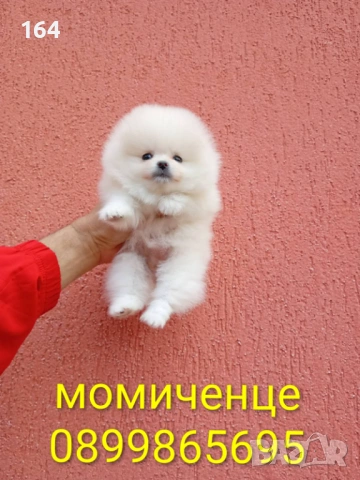 Женски мини Померан. Реални снимки от 09.04.26 г., снимка 5 - Померан - 54148037