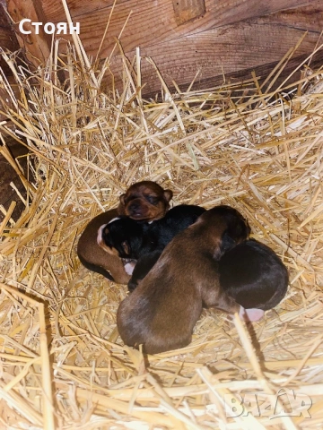 Продавам мини пинчери , снимка 2 - Пинчер - 53314945