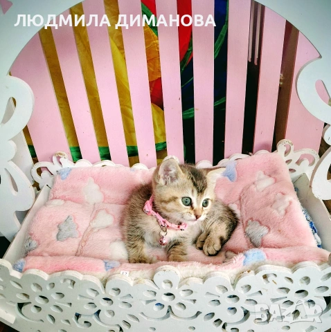 Шотландско мъжко златна чинчила. , снимка 9 - Британска късокосместа - 53707101