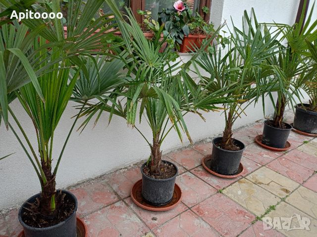 трахикарпус студоустойчиви палми 1.20–1.50, снимка 1 - Градински цветя и растения - 43204232