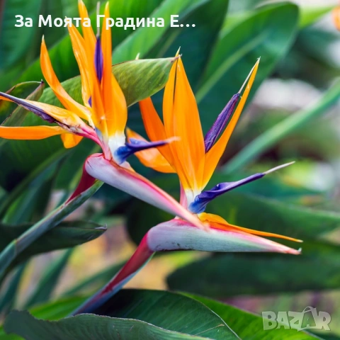 Стрелиция - Кралска 