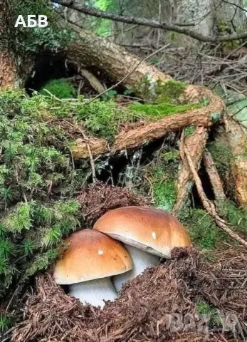 Прясна и суха борова манатарка, пачи крак!, снимка 11 - Домашни продукти - 27684634