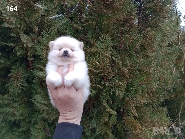 Женски Померанчета. Реални снимки от 10.02.26 г. 