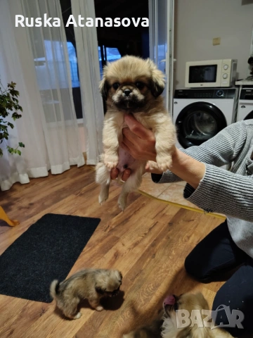 Сладки пекинезчета , снимка 2 - Пекинез - 54031422