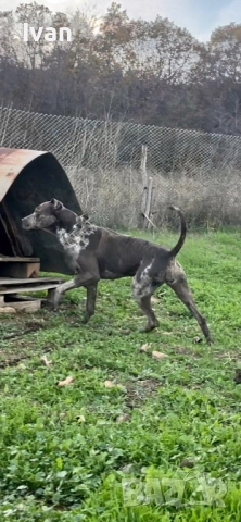 Женски питбул, снимка 3 - Питбул - 52172619