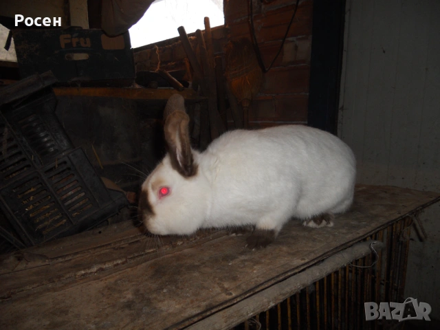 Зайци- Калифорнийци 