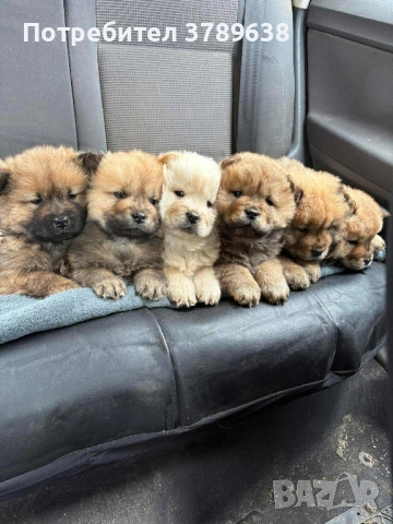 Чау - Чау  💙🐾 , снимка 2 - Чау Чау - 50101890