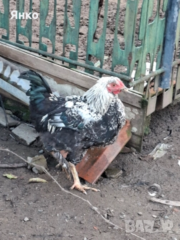 Домашни петли, снимка 9 - Кокошки и пуйки - 52912712