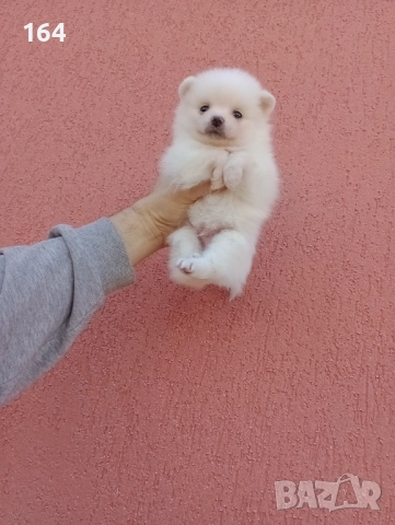 Мъжки Померан. Реални снимки от 29.12.25 г., снимка 5 - Померан - 52809054