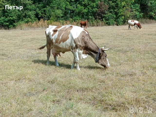 Продавам крави