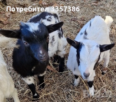 Продавам Декоративни Кози, снимка 3 - Кози - 52865396