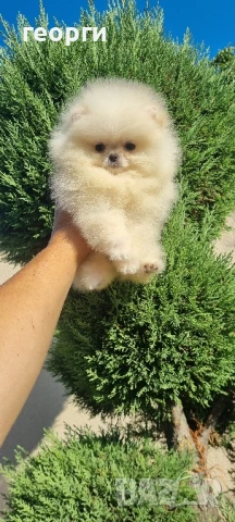 померан , снимка 3 - Померан - 51188671