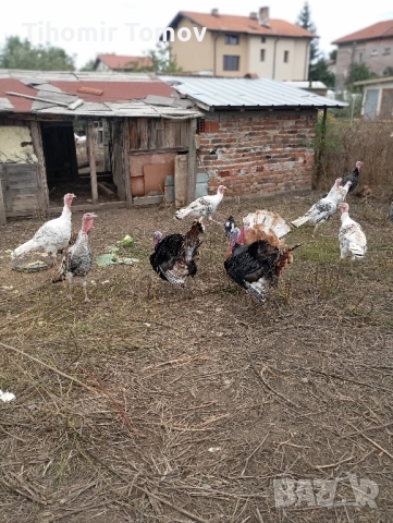 продавам домашно гледани пуйки пуяци за празниците , снимка 2 - Кокошки и пуйки - 51832484