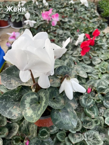 Уникална циклама ТОП !!!, снимка 5 - Градински цветя и растения - 53357012