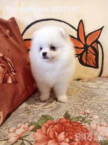 2 момичета и 2 момчета , снимка 7 - Померан - 53721791