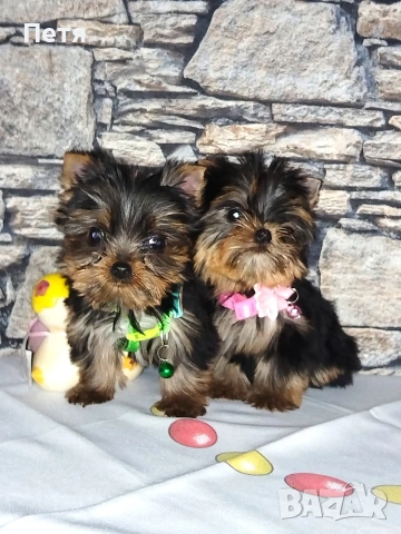 продавам, снимка 3 - Йоркширски териер - 53638939