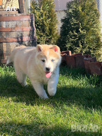 Сибирски хъскита, снимка 9 - Други животни - 53399220