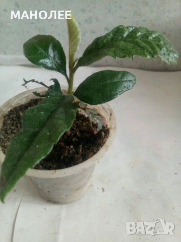 🥝🍒🍓Японска мушмула🍇🍋👌🪴, снимка 2 - Градински цветя и растения - 53101058