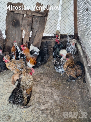 Продавам оплодени яйца от джинките на снимките, снимка 7 - Кокошки и пуйки - 53650745